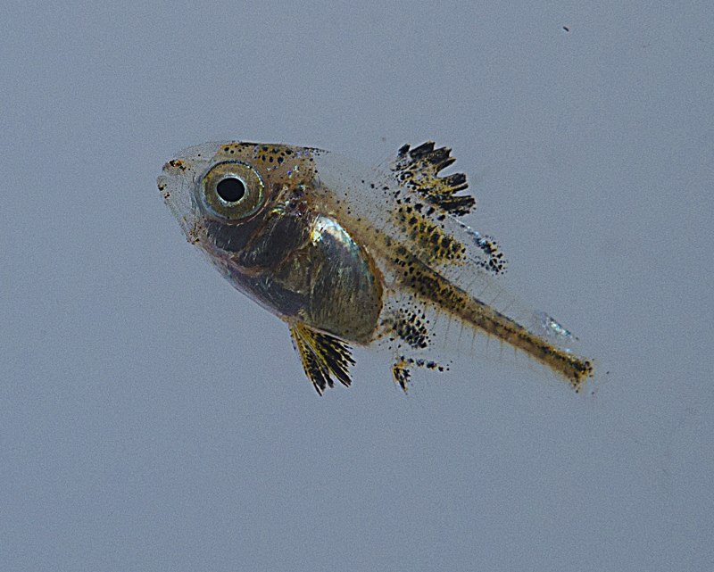 Рыба-тренога (Bathypterois grallator)