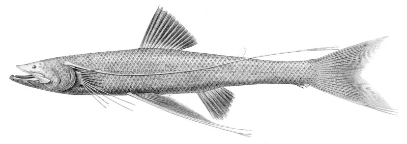 Веслонос (Psephurus Gladius)