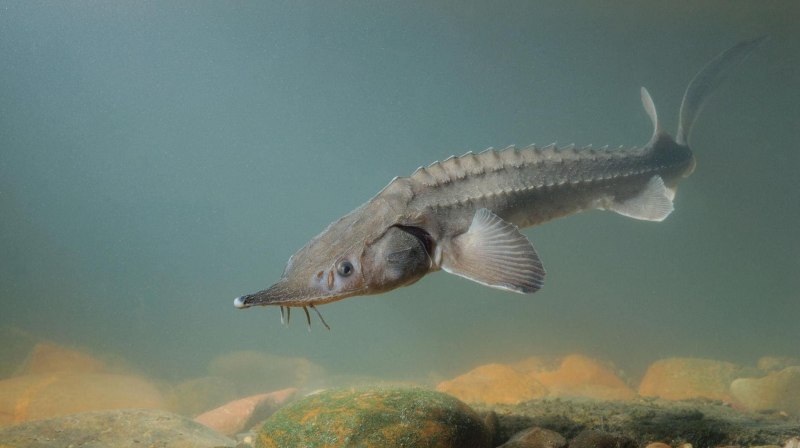 Silurus GLANIS рыба