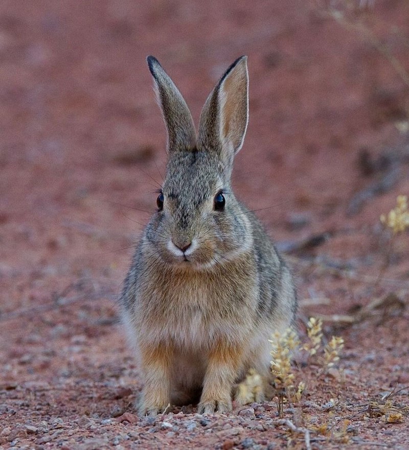 Степной кролик (63 фото)