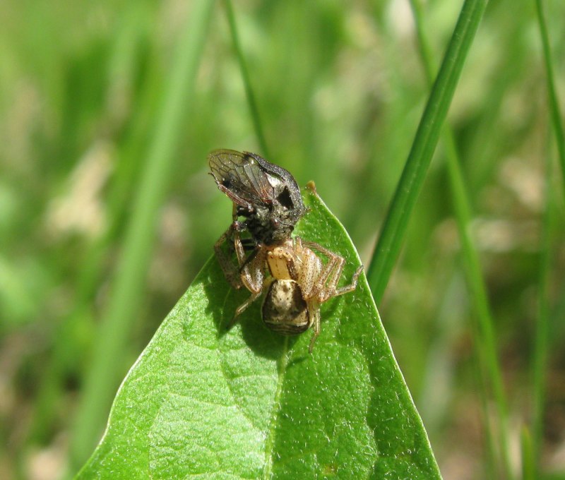 Жуки Umbonia spinosa