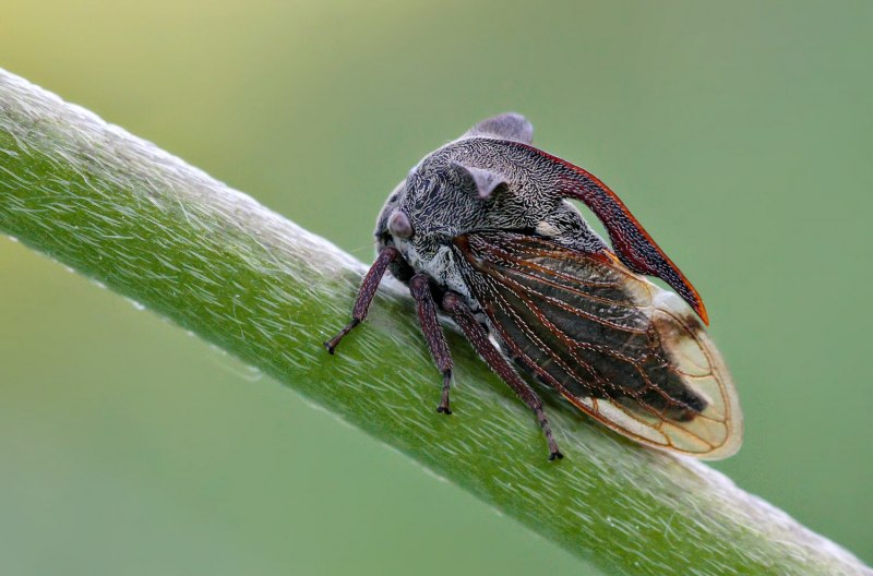 Горбатка рогатая - Centrotus cornutus