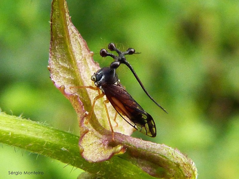 Cyphonia clavata