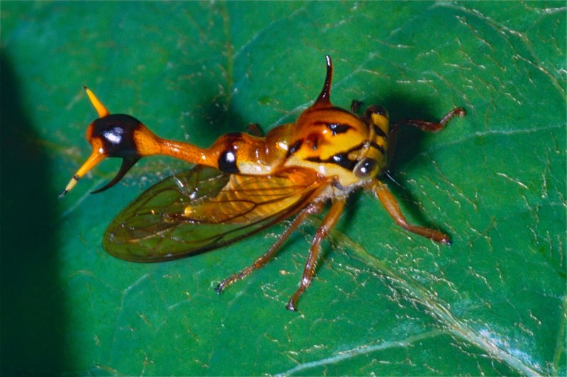 Жуки Umbonia spinosa