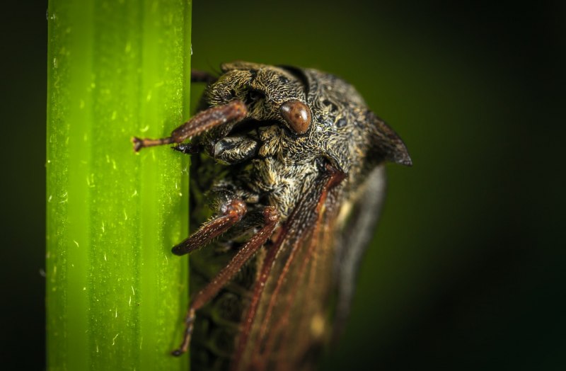 Cyphonia clavata