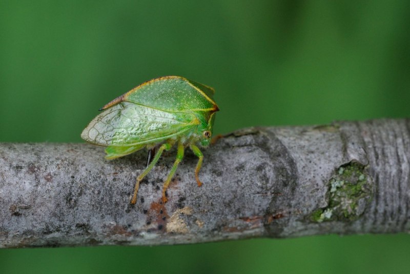 Stagmatoptera binotata