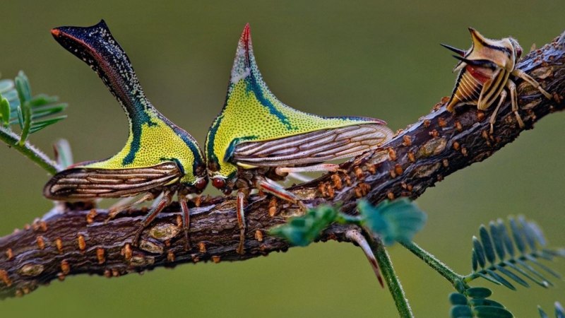 Горбатка Umbonia spinosa