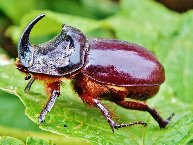 Cyphonia clavata