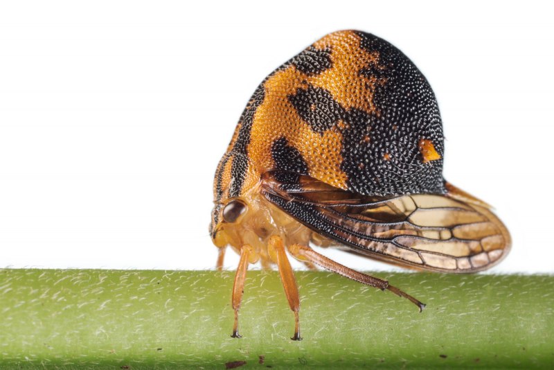 Smiliinae
