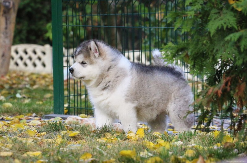 Маламут Аляскинский гигант