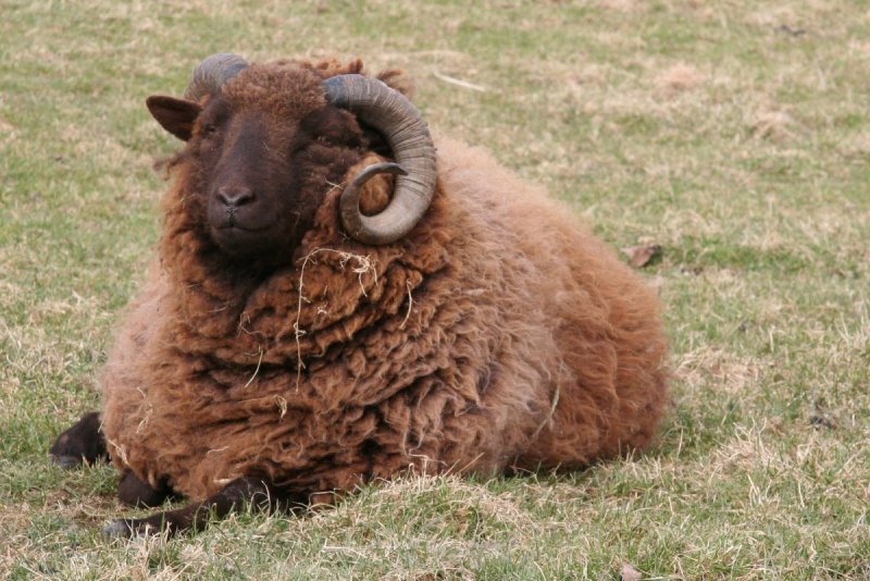 Коричневая овца (39 фото)