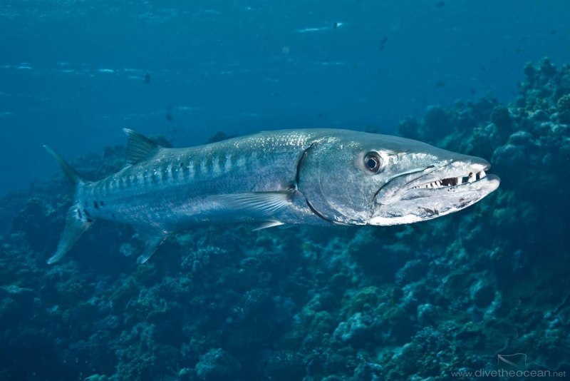 Морская щука Барракуда