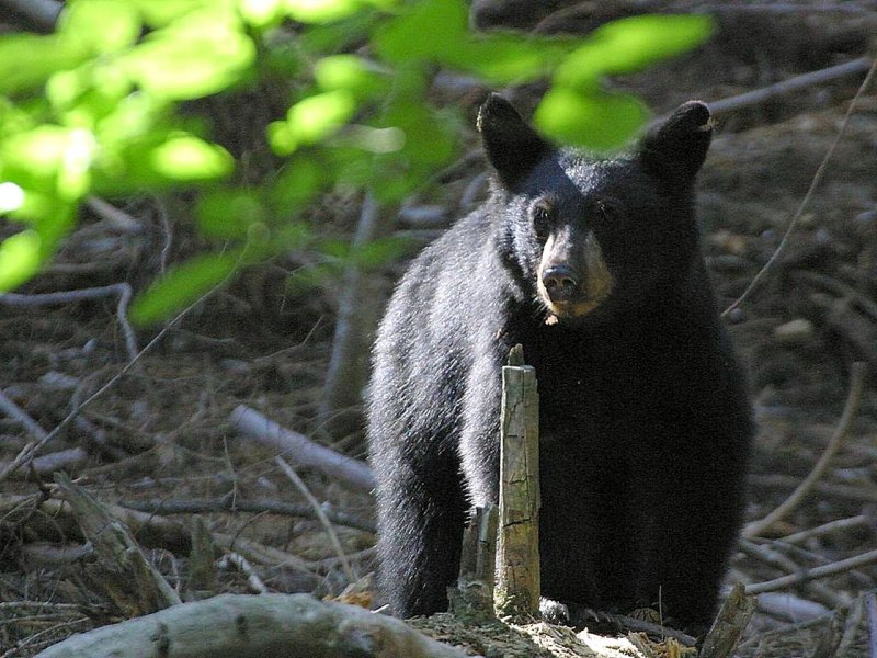 Большая Панда бамбуковый медведь обитает в