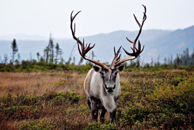 Caribou - олень- Карибу