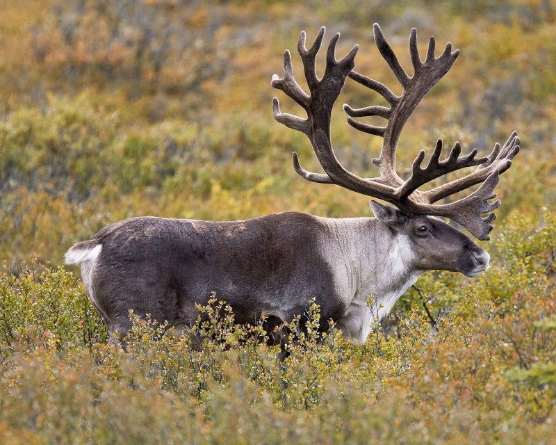 Caribou - олень- Карибу