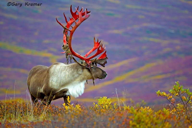 Caribou - олень- Карибу