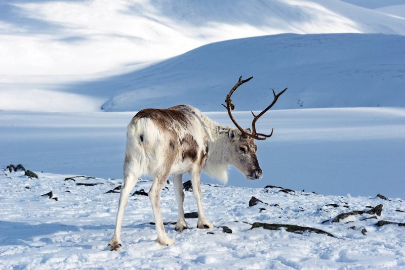 Caribou - олень- Карибу