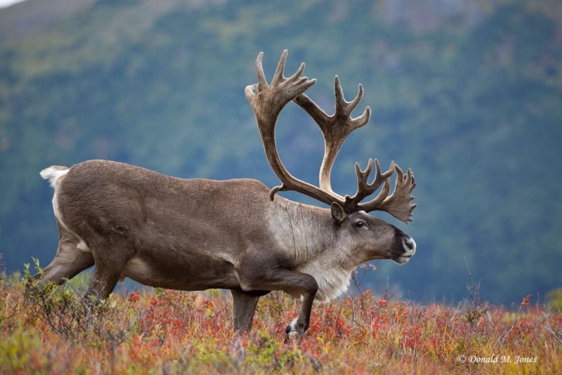 Caribou - олень- Карибу