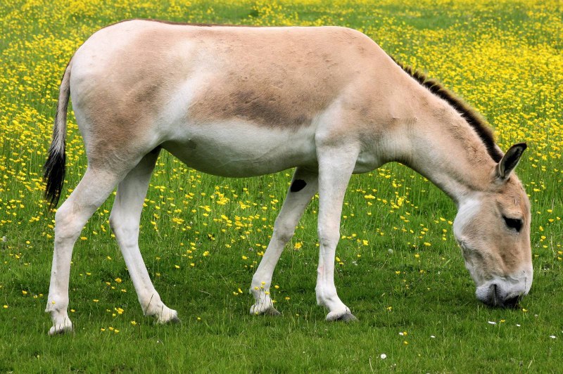 Кулан Equus hemionus