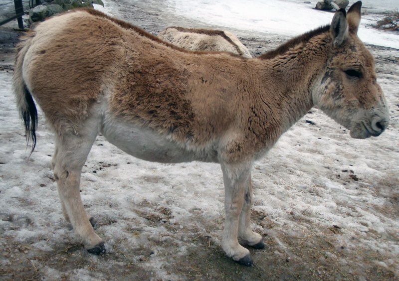 Кьян дикий осел