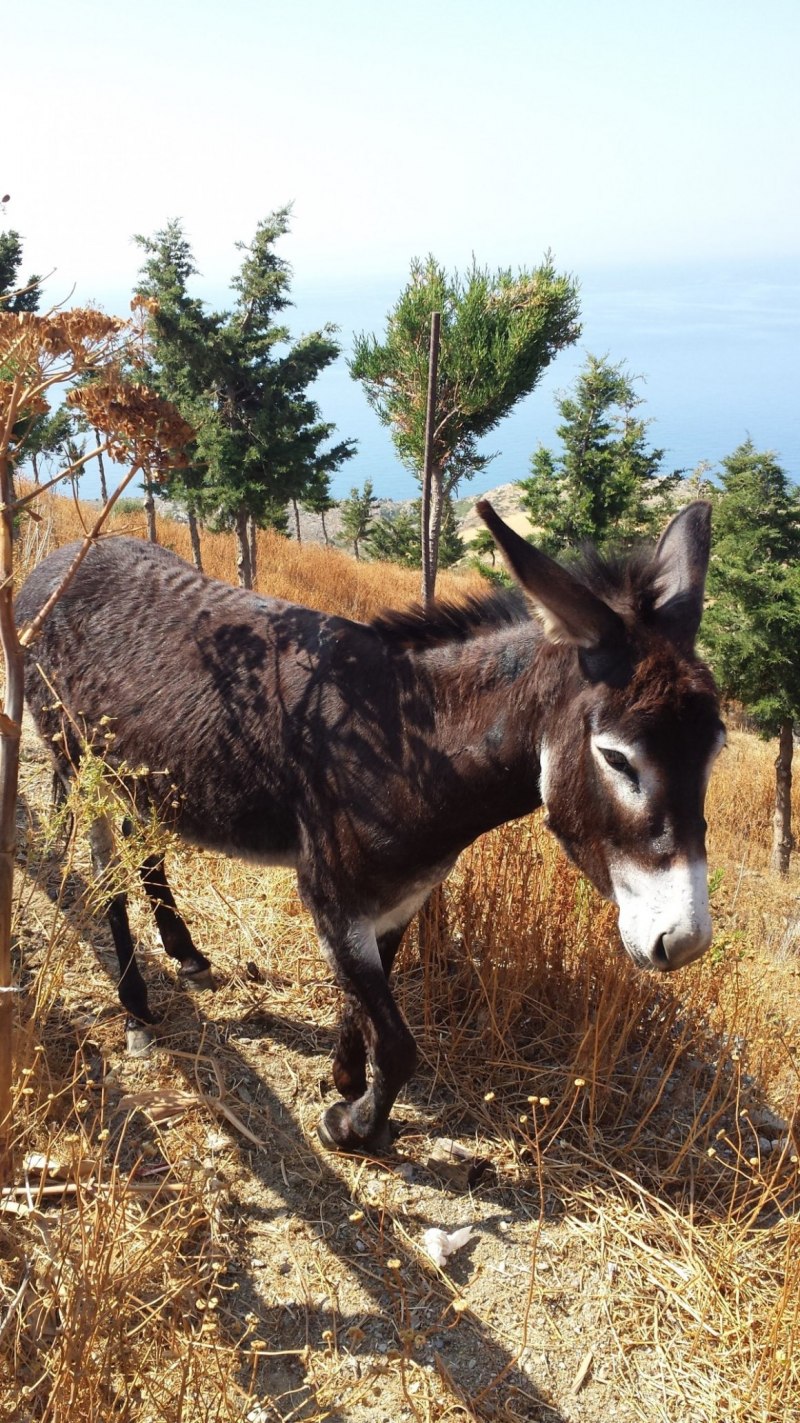 Equus hemionus kulan