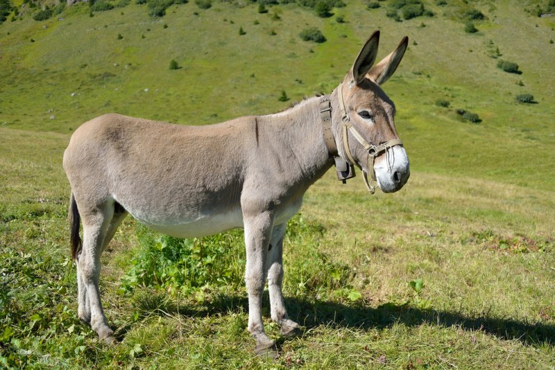 Дагестанский ослик