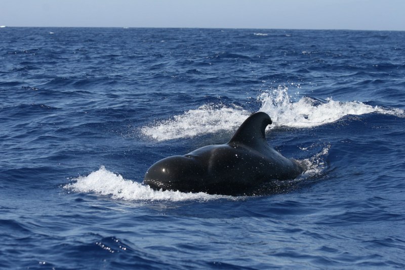 Globicephala macrorhynchus