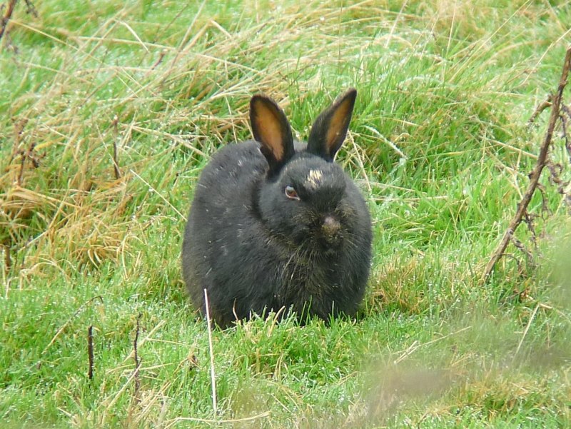 Lionhead Rabbit
