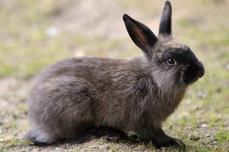 Черный кролик / Bunny Black