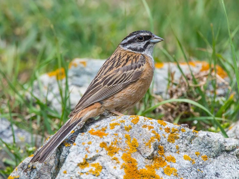 Овсянка Горная (Emberiza CIA)