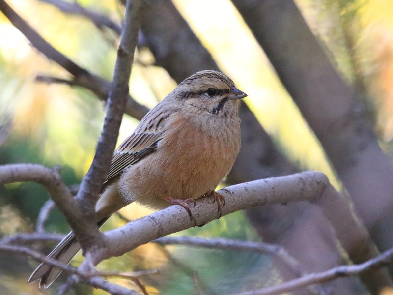 Овсянка Горная (Emberiza CIA)