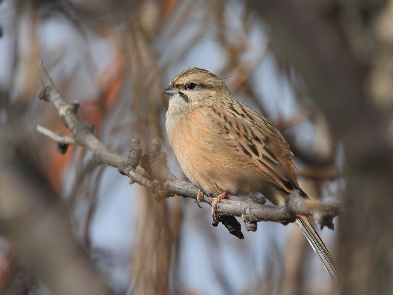 Горная овсянка (Emberiza CIA) Горная овсянка
