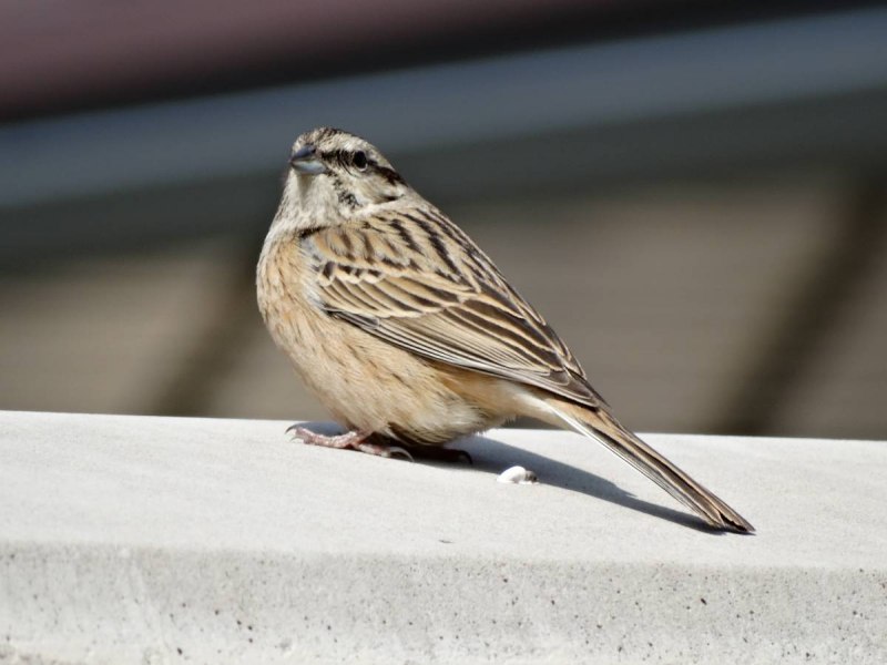 Rock Bunting
