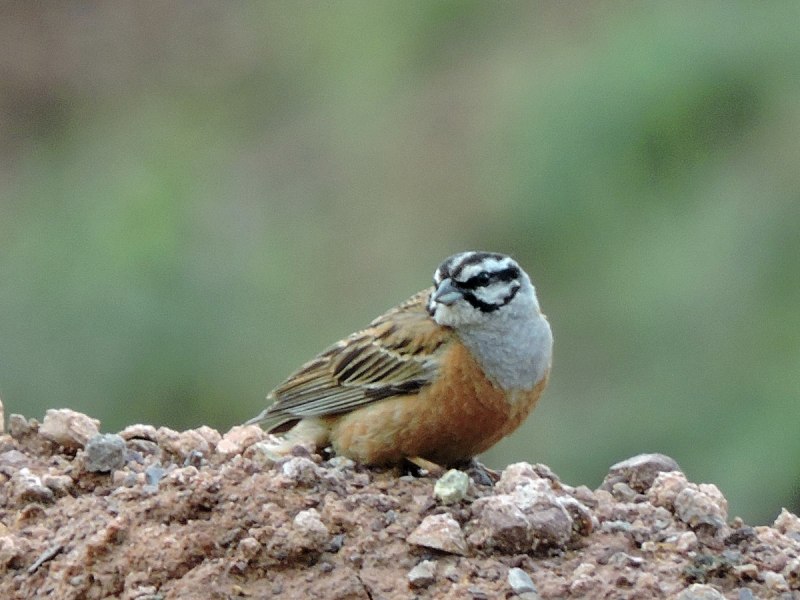 Горная овсянка (Emberiza CIA) Горная овсянка