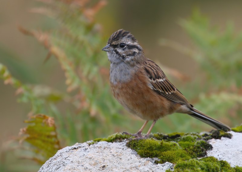 Горная овсянка (Emberiza CIA) Горная овсянка