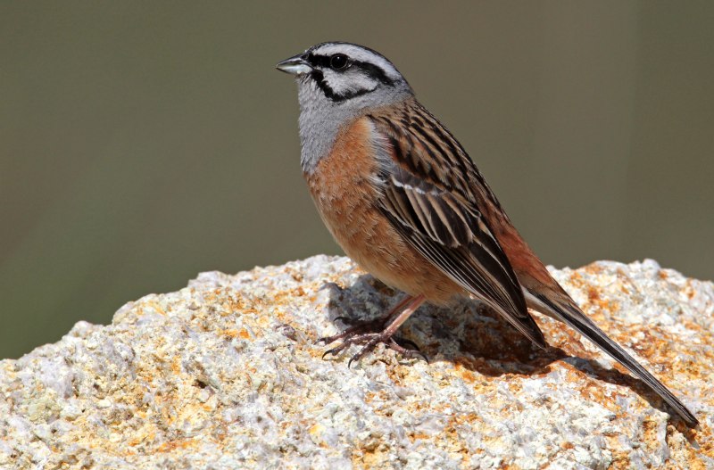 Cinnamon-breasted Bunting