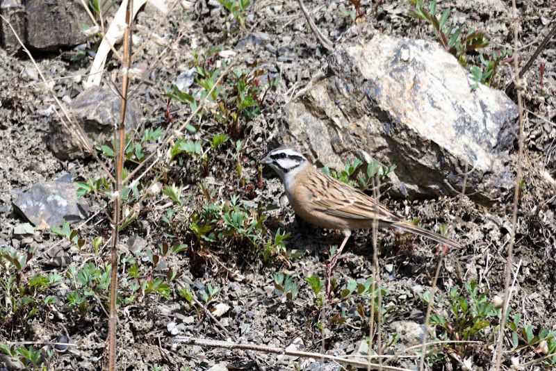 Овсянка Горная (Emberiza CIA)