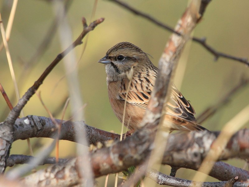 Овсянка Горная (Emberiza CIA)