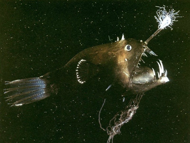 Европейский удильщик рыба (65 фото)