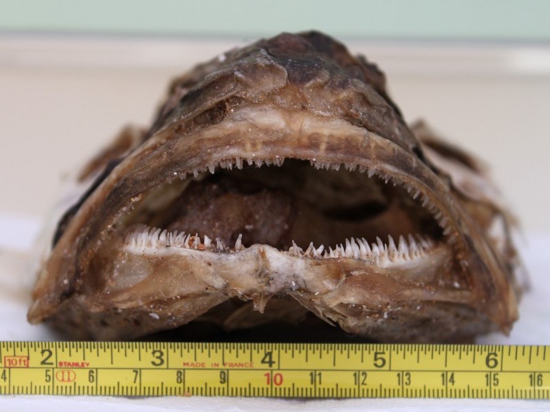 Морской черт (Lophius piscatorius)