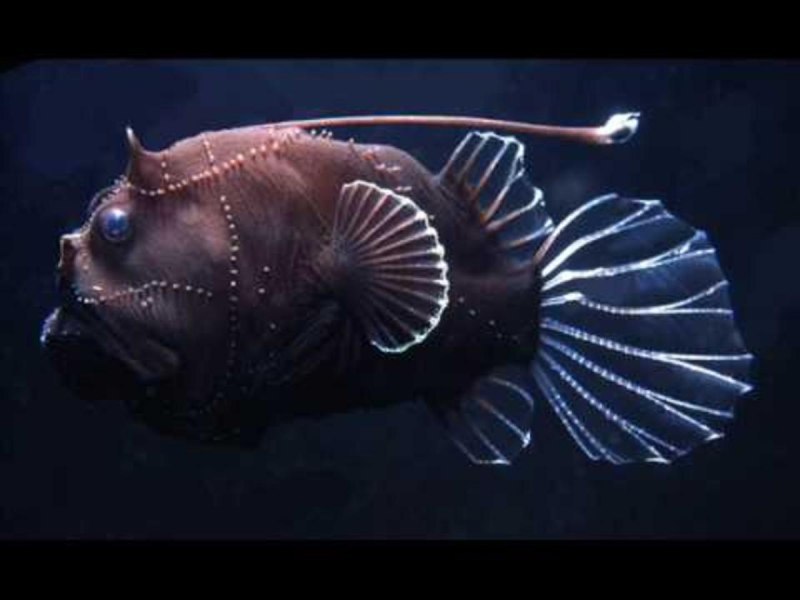 Морской чёрт удильщик