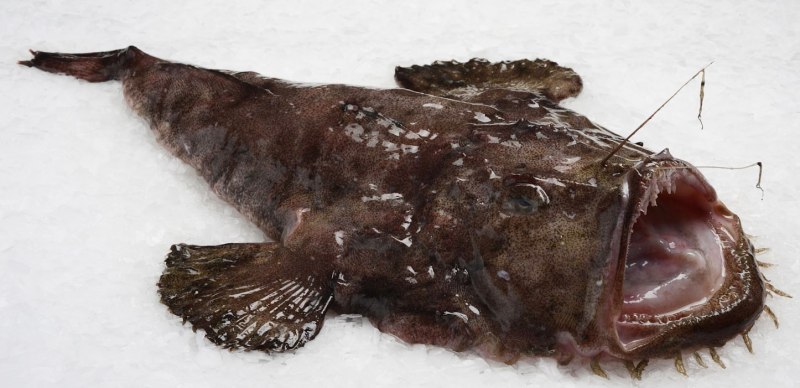 Морской черт (Lophius piscatorius)