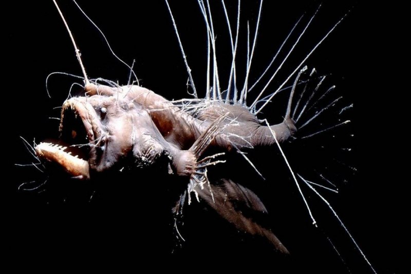 Европейский удильщик Lophius piscatorius
