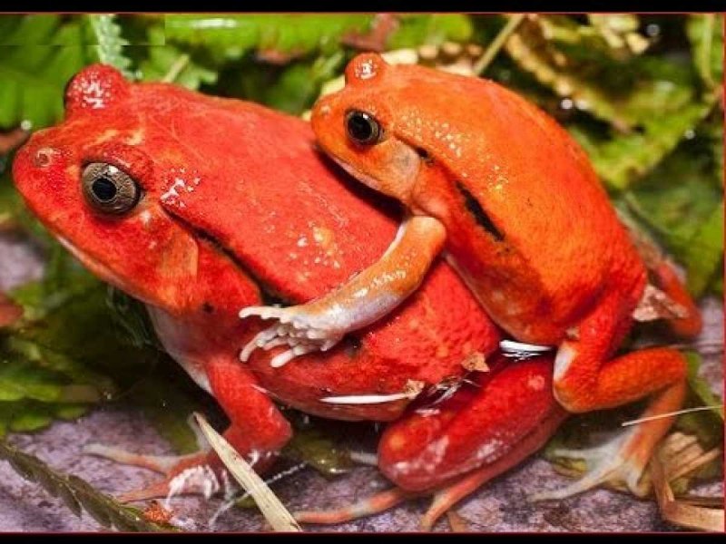 Dyscophus antongilii