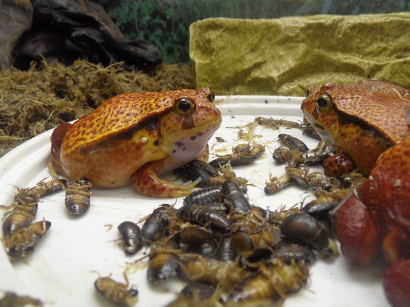 Dyscophus guineti террариум