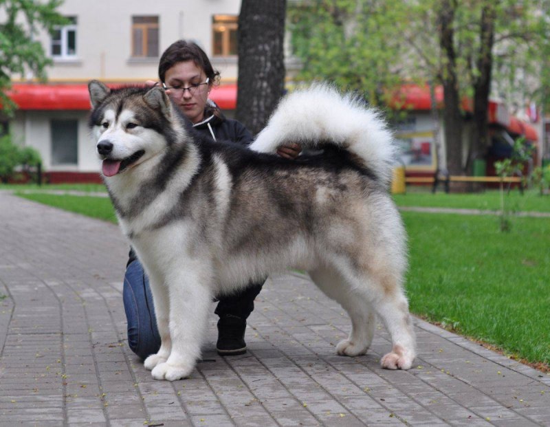 Маламут Аляскинский ги