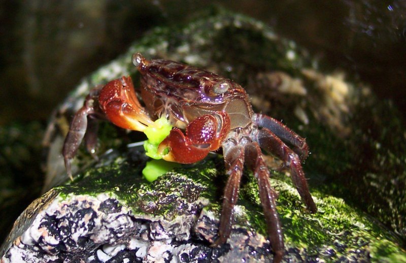 Calcinus elegans