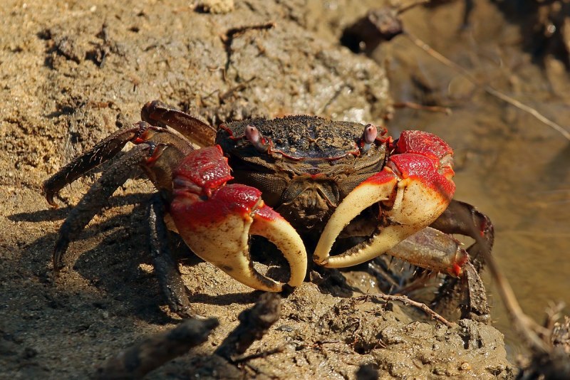 Rhithropanopeus harrisii