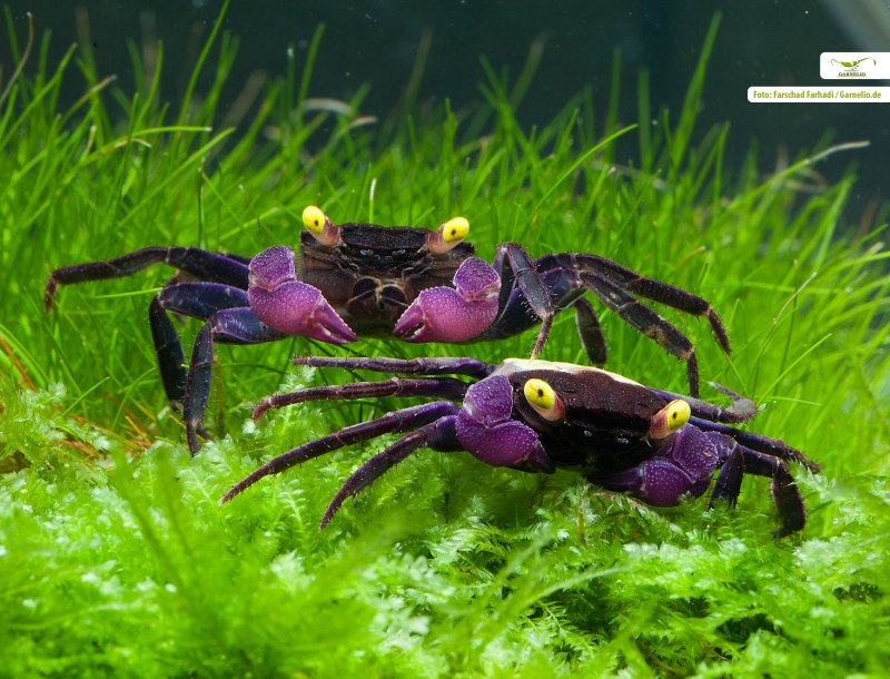Limnopilos naiyanetri