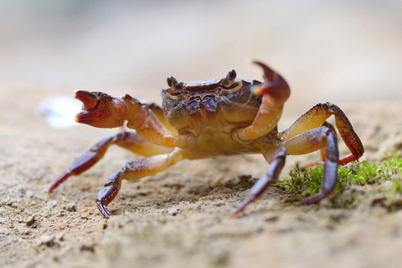 Procambarus clarkii